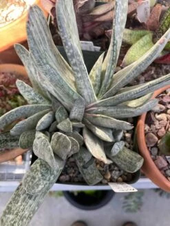 Succulent- Gasteria 'Sakura Fuji'