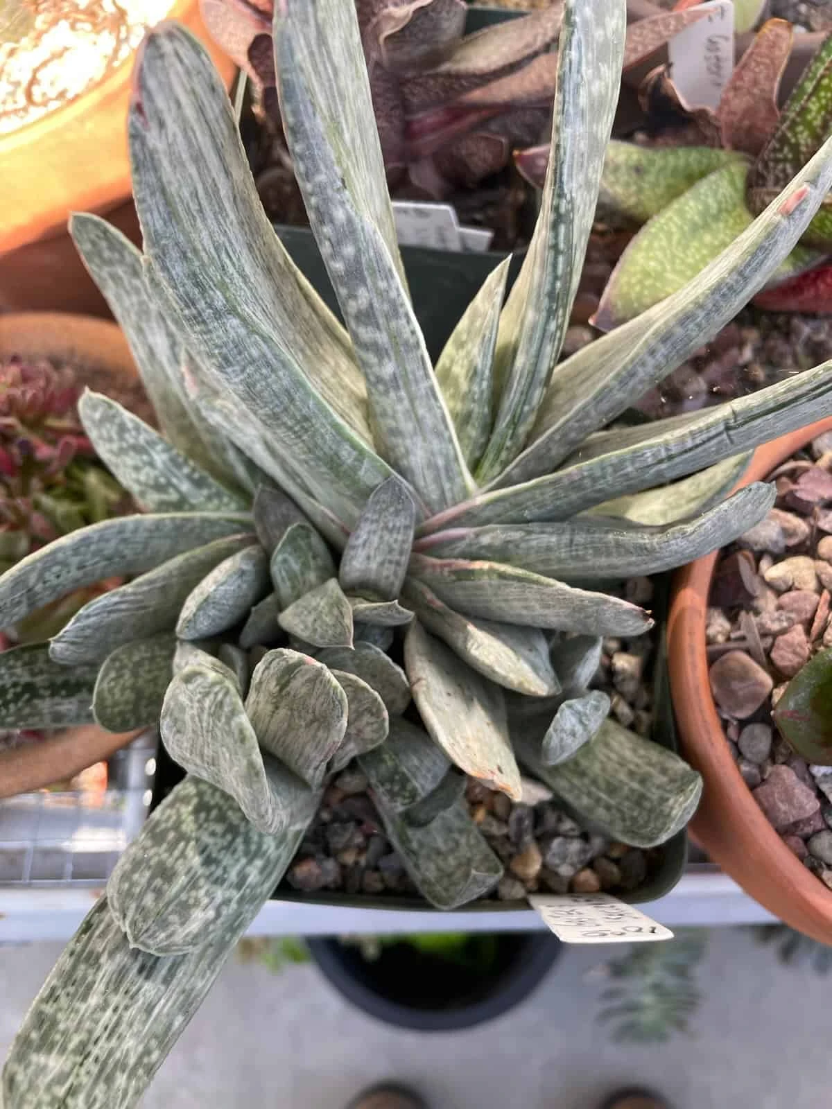 Succulent- Gasteria 'Sakura Fuji'