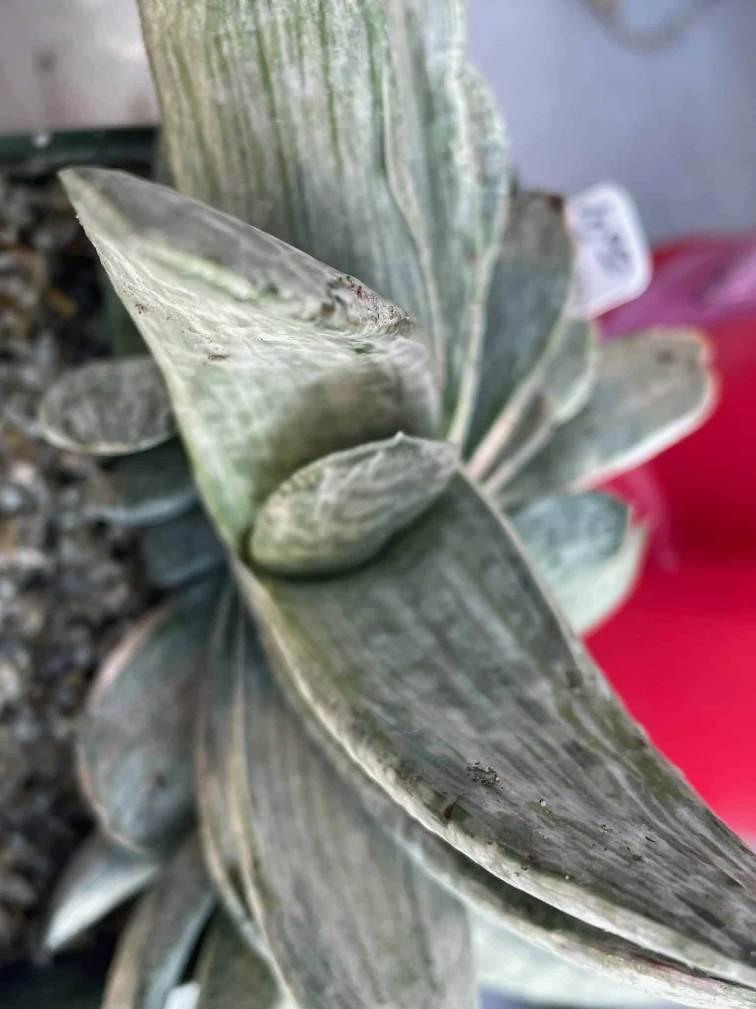 Succulent- Gasteria 'Sakura Fuji' - Image 2
