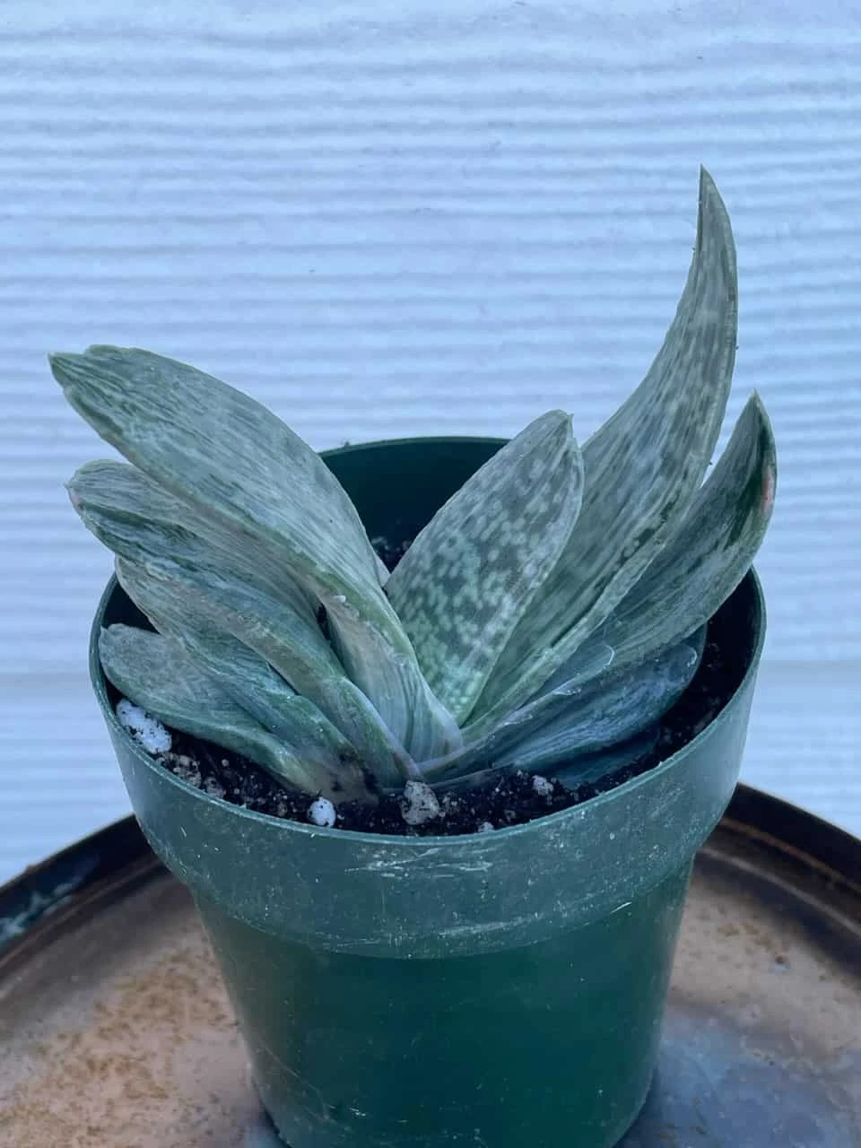 Succulent- Gasteria 'Sakura Fuji' - Image 3