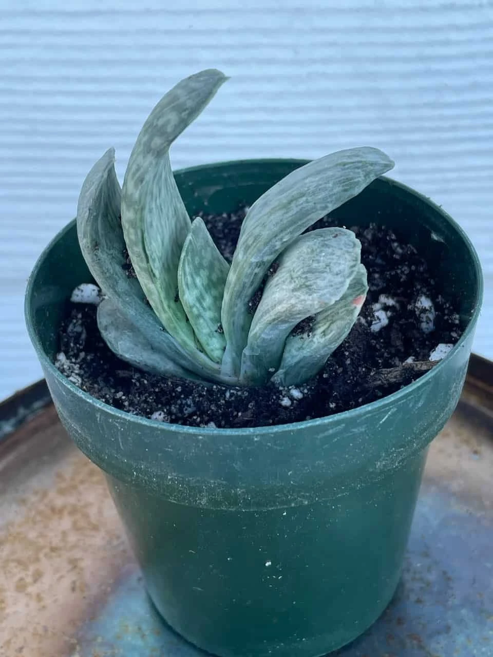 Succulent- Gasteria 'Sakura Fuji' - Image 4