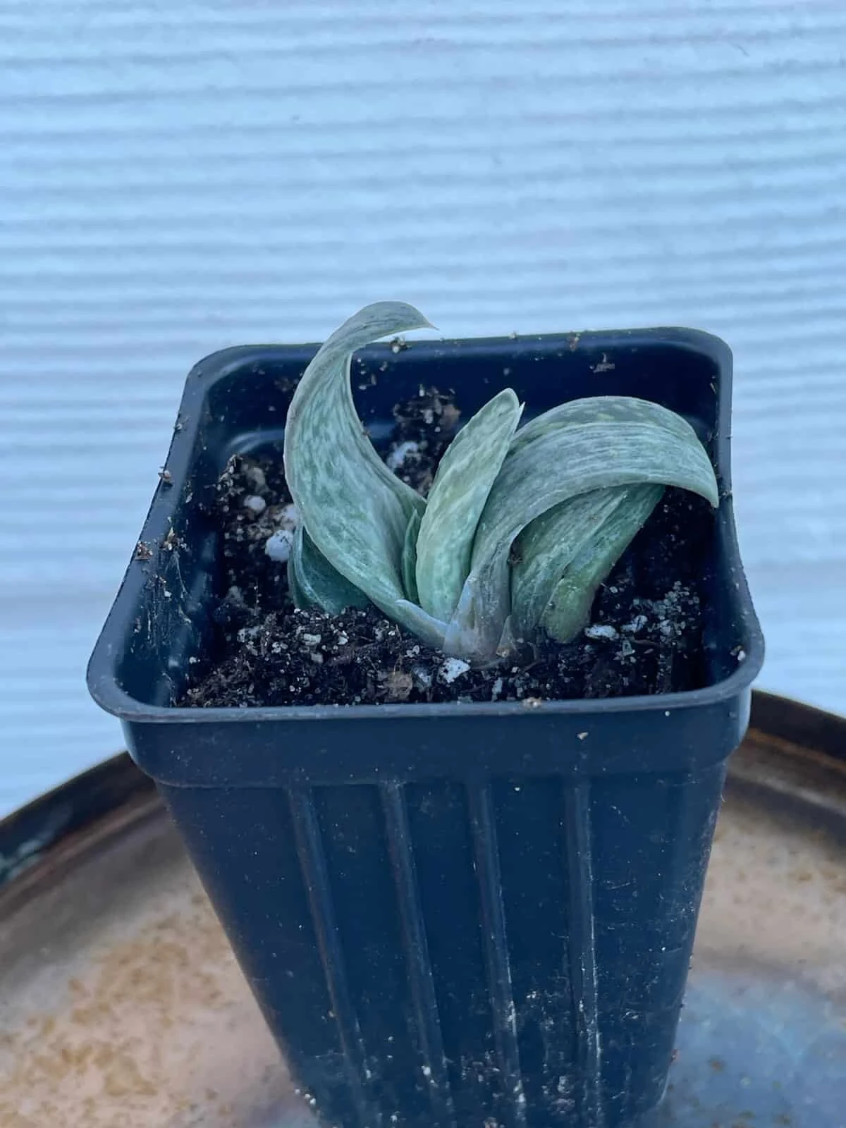 Succulent- Gasteria 'Sakura Fuji' - Image 5