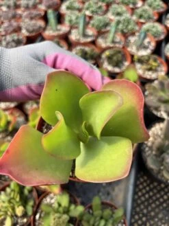 Kalanchoe---Dragonfire Hybrid