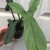 Philodendron Bipennifolium 'Horsehead' Plant In 4" Pot