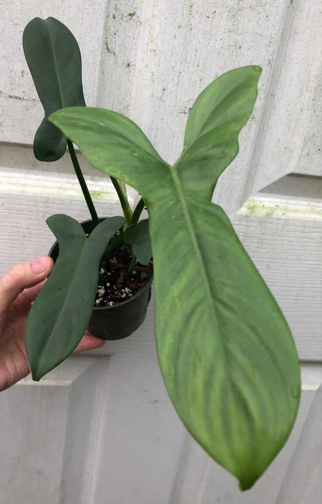 Philodendron Bipennifolium 'Horsehead' Plant In 4" Pot