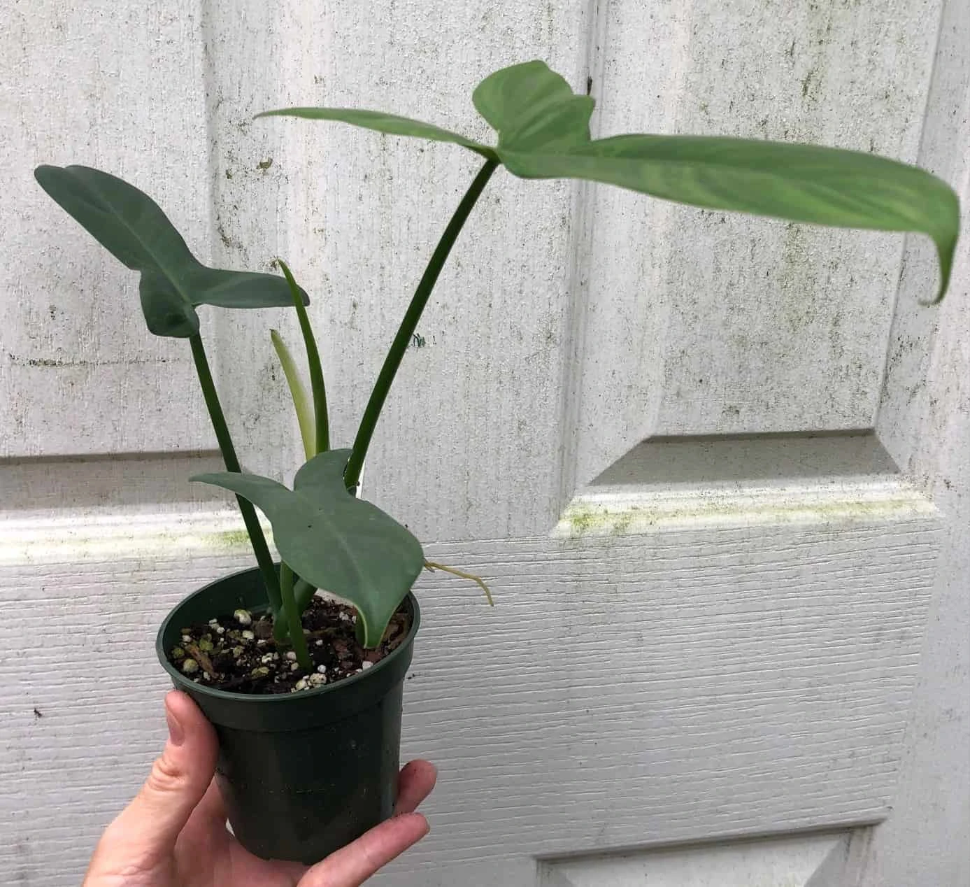 Philodendron Bipennifolium 'Horsehead' Plant In 4" Pot - Image 2