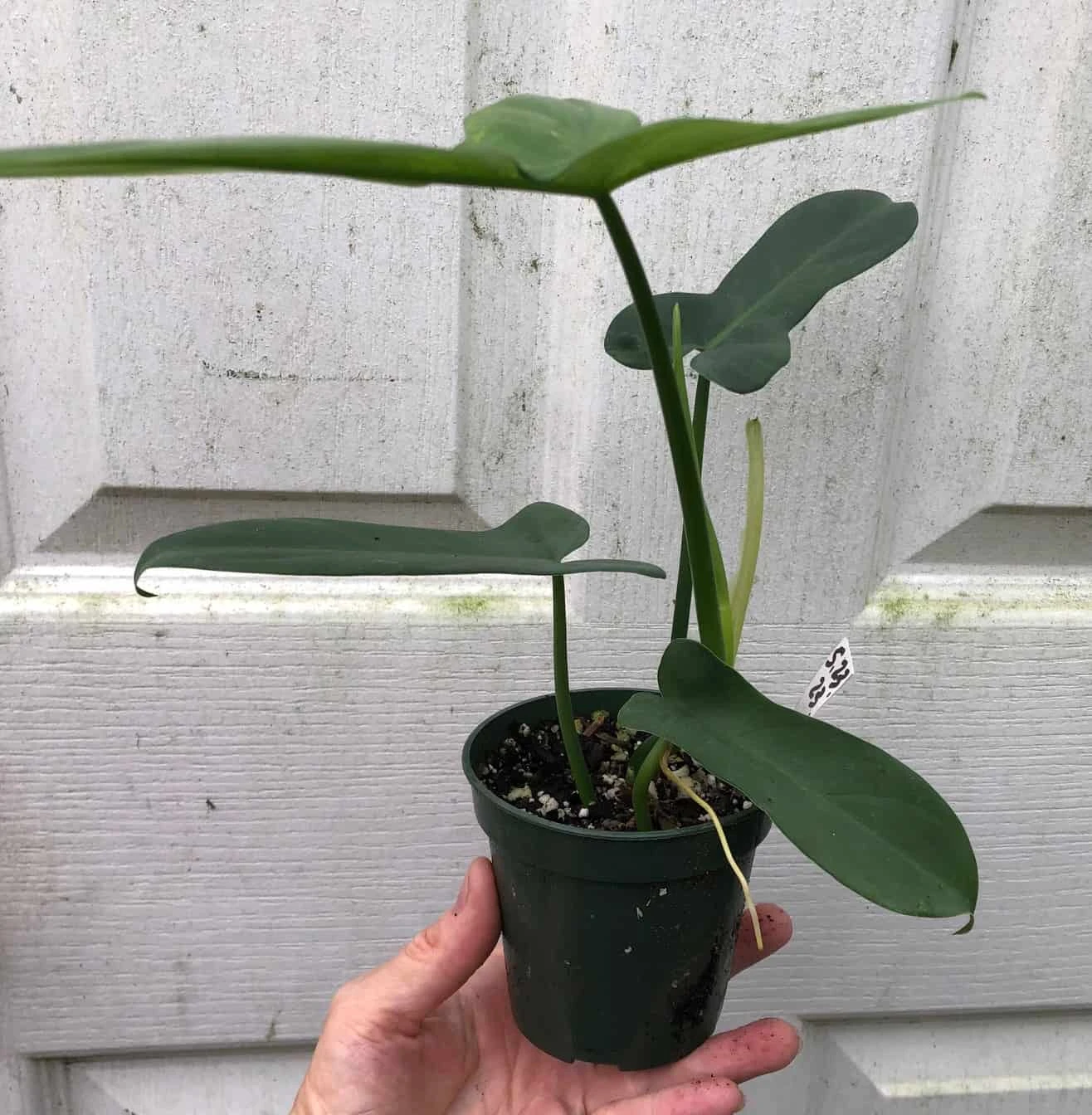 Philodendron Bipennifolium 'Horsehead' Plant In 4" Pot - Image 3