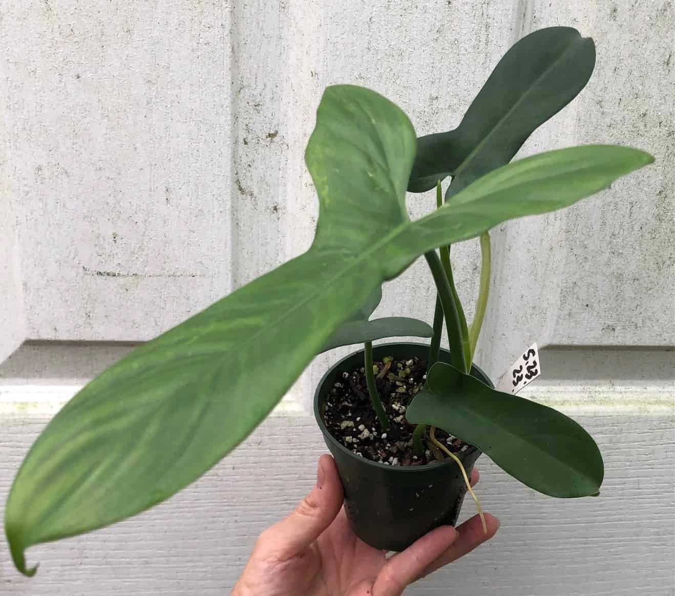 Philodendron Bipennifolium 'Horsehead' Plant In 4" Pot - Image 4