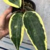 Hoya Macrophylla Variegata - Wax Plant Potted In 4"