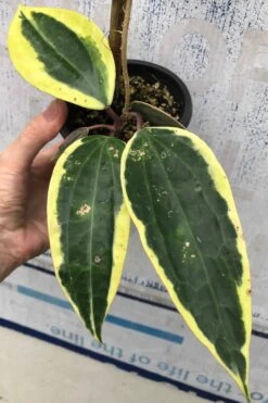 Hoya Macrophylla Variegata - Wax Plant Potted In 4"