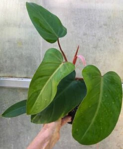 Philodendron Erubescens Red Emerald Plant In 4" Pot