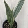 Sansevieria Bantel's Sensation In 4" Pot, Ships In Pot