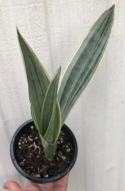 Sansevieria Bantel's Sensation In 4" Pot, Ships In Pot