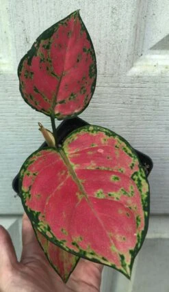 Aglaonema 'Lucky Red', Chinese Evergreen Plant - In 3.5" Pot