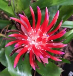 Flaming Torch Bromeliad Plant In 3" Pot, Free Shipping