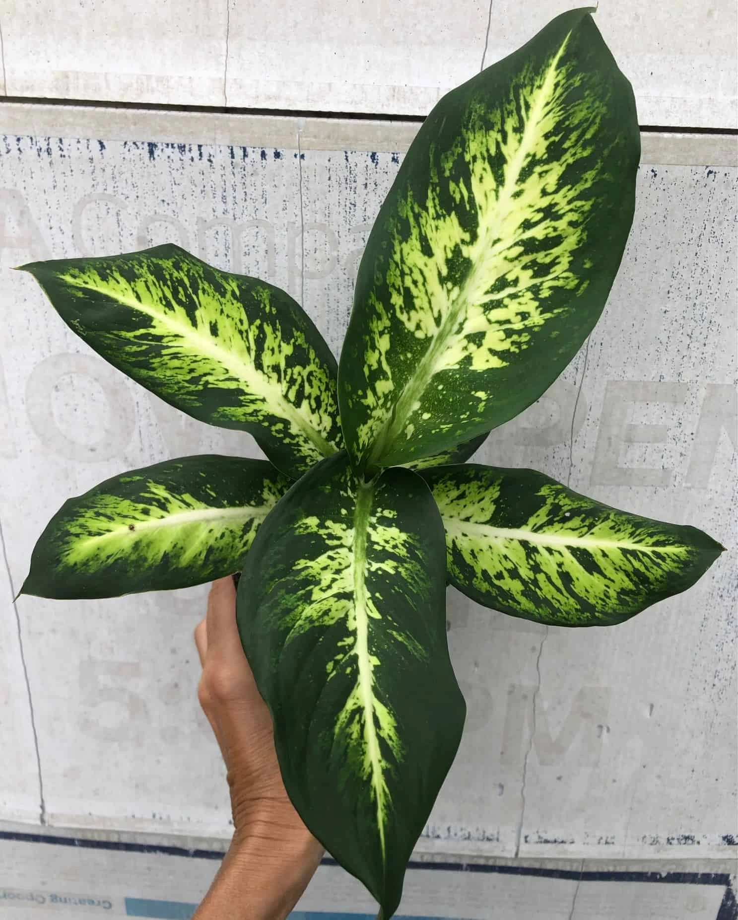 Dieffenbachia Sublime Live Plant In 4" Pot