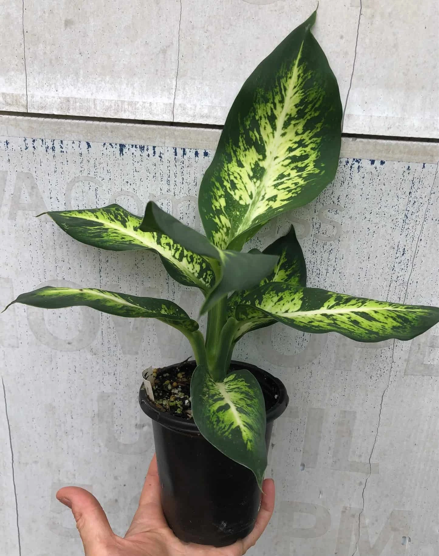 Dieffenbachia Sublime Live Plant In 4" Pot - Image 4