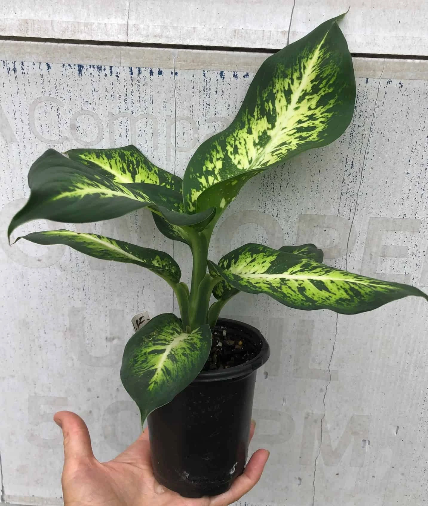 Dieffenbachia Sublime Live Plant In 4" Pot - Image 5