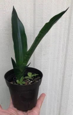 Sansevieria Trifasciata Black Dragon In 3" Pot