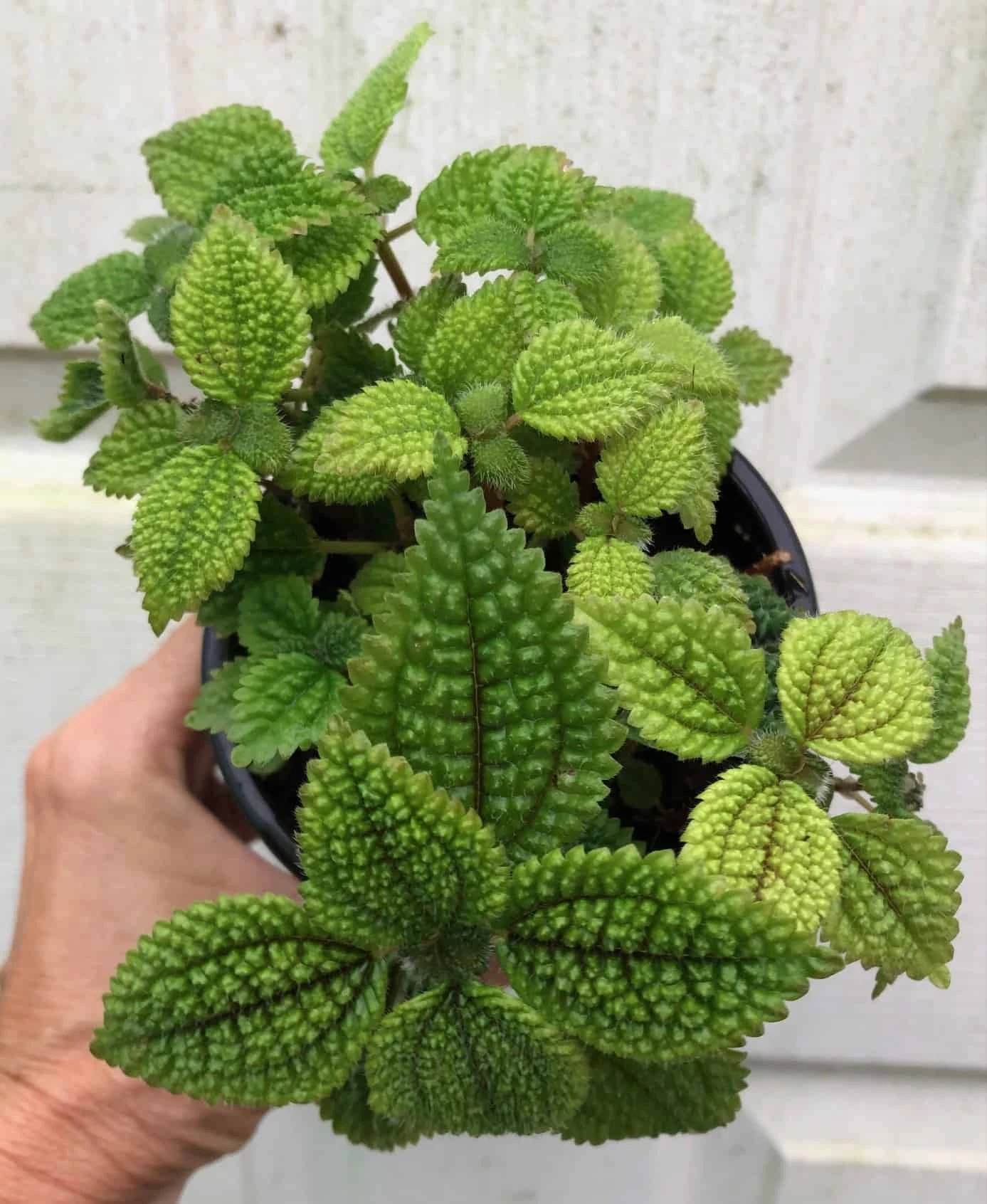 Pilea 'Moon Valley' Friendship Plant - Pilea Involucrata - Potted In 4" Pot