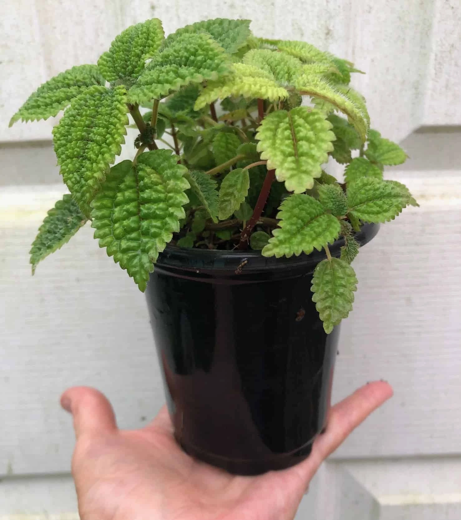 Pilea 'Moon Valley' Friendship Plant - Pilea Involucrata - Potted In 4" Pot - Image 2