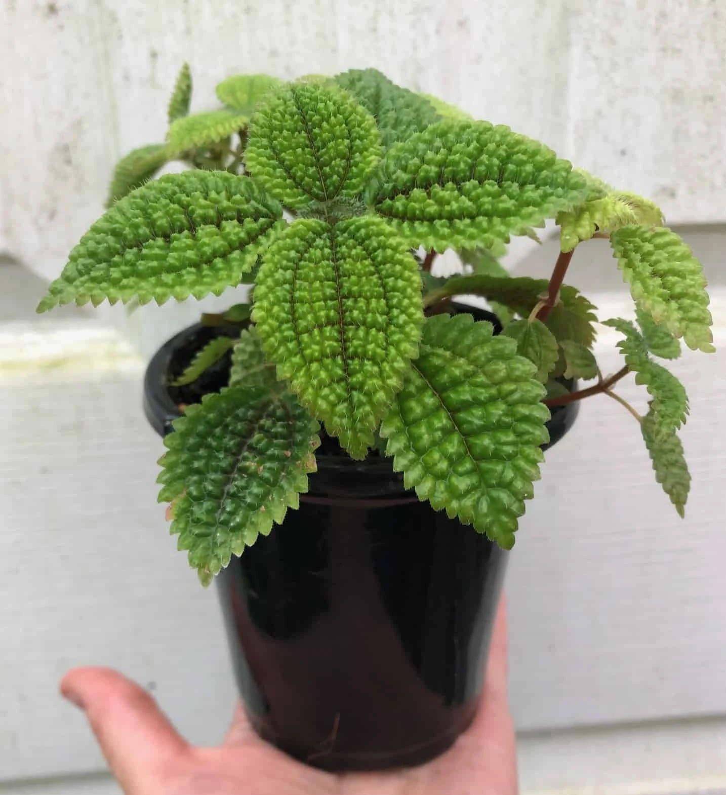Pilea 'Moon Valley' Friendship Plant - Pilea Involucrata - Potted In 4" Pot - Image 3