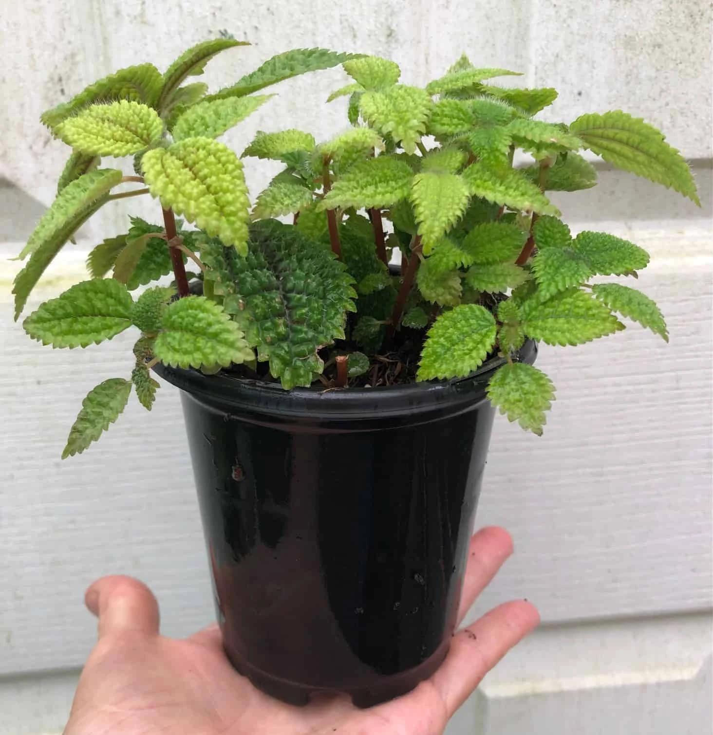 Pilea 'Moon Valley' Friendship Plant - Pilea Involucrata - Potted In 4" Pot - Image 4