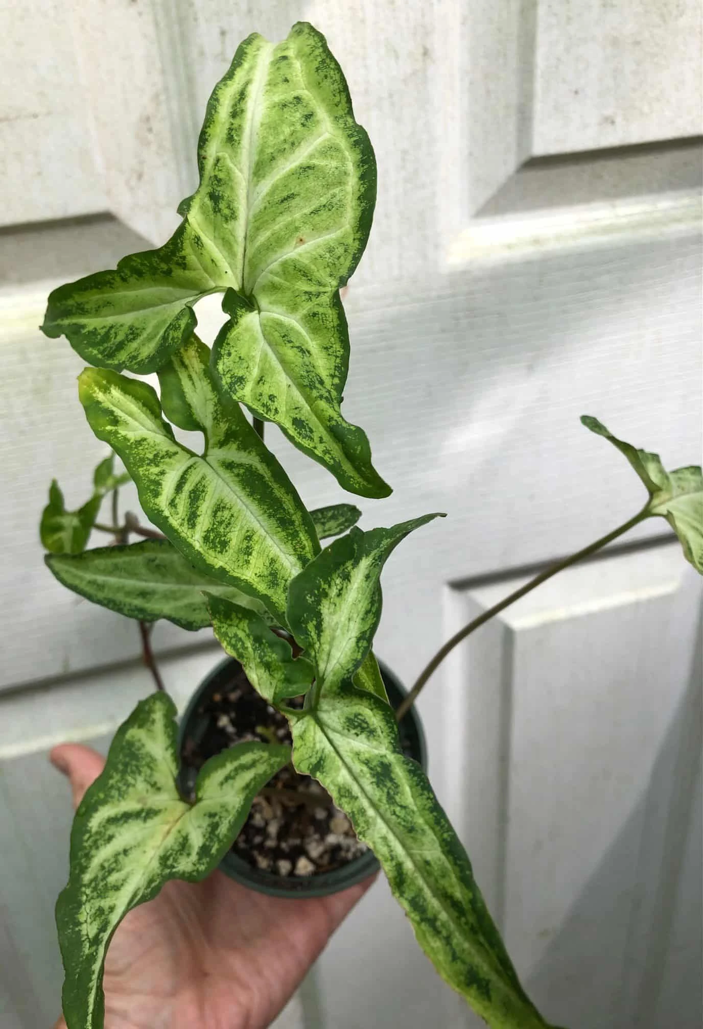 Syngonium Podophyllum Renoir Live Plant In 3" Pot