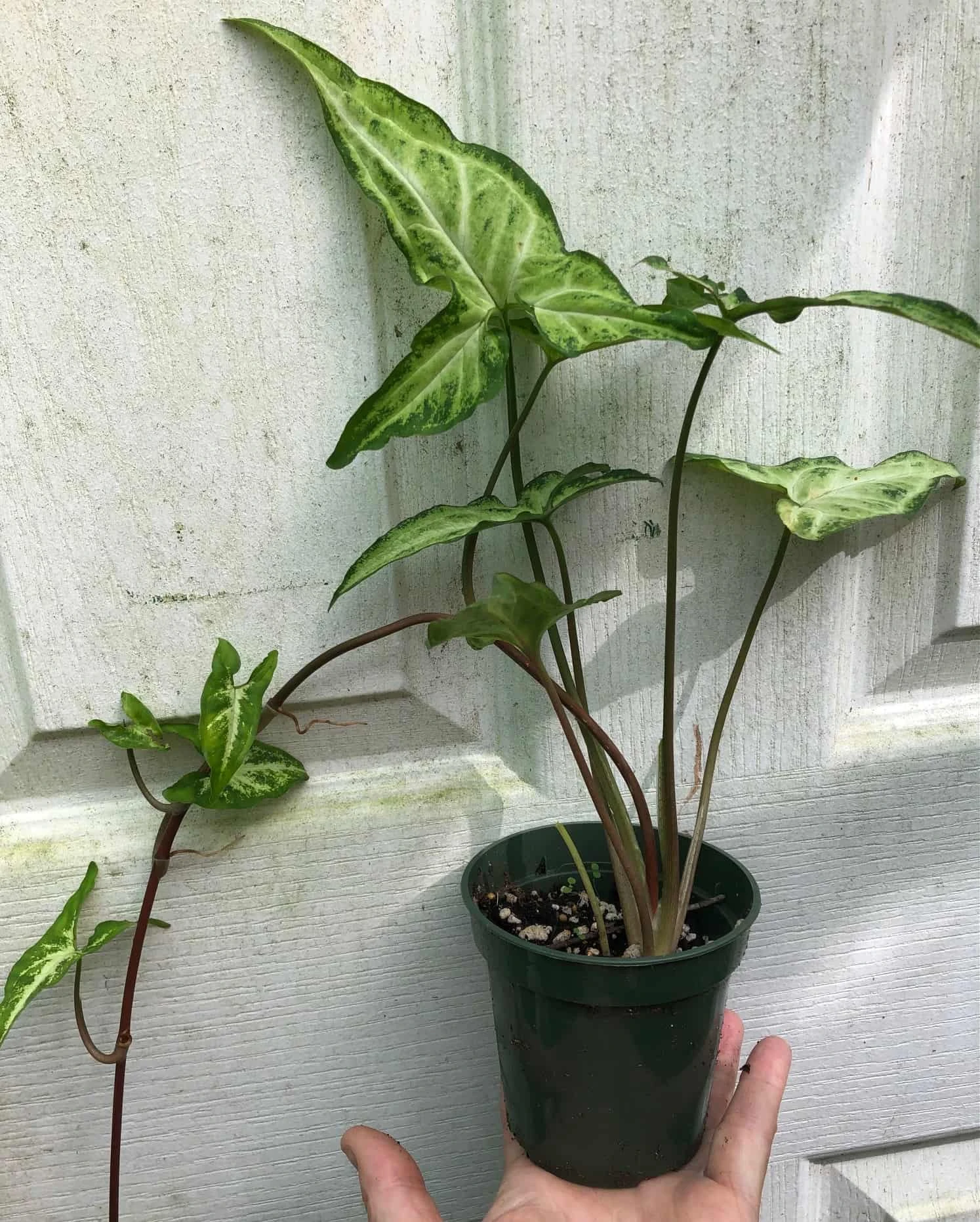 Syngonium Podophyllum Renoir Live Plant In 3" Pot - Image 2
