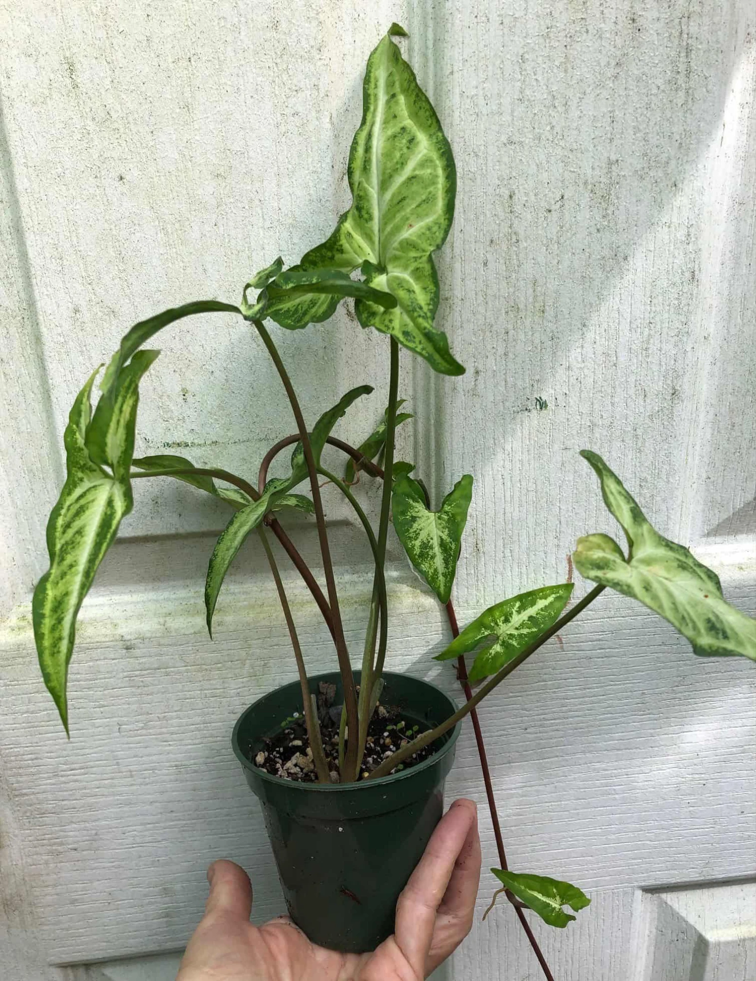 Syngonium Podophyllum Renoir Live Plant In 3" Pot - Image 3