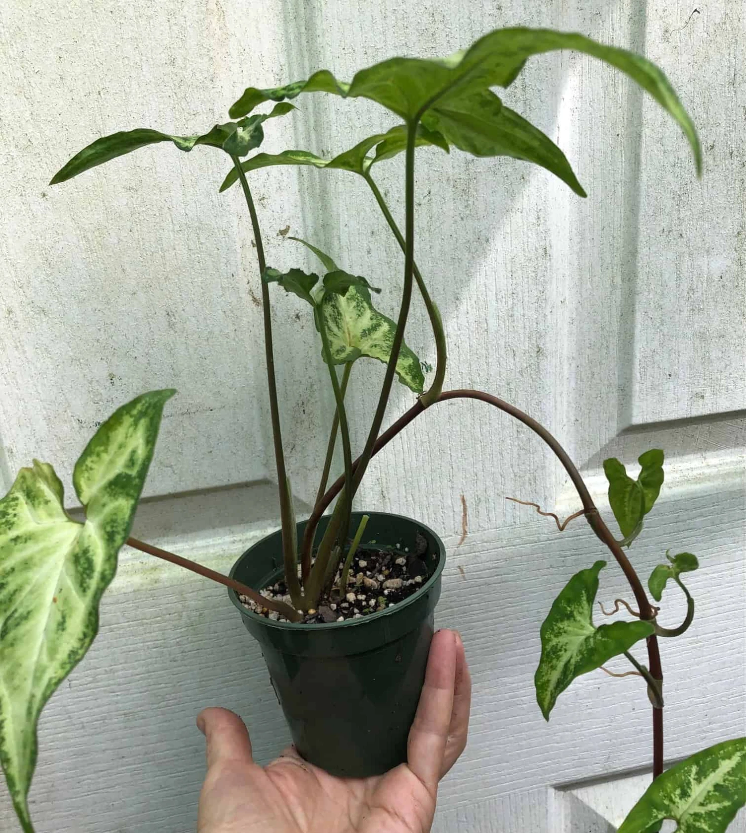 Syngonium Podophyllum Renoir Live Plant In 3" Pot - Image 4