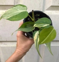 Philodendron Hederaceum 'Rio' RARE Plant In 4" Pot