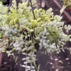 Cotyledon Pendens ----- Cliff Cotyledon --- Limited Quantity