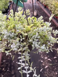 Cotyledon Pendens ----- Cliff Cotyledon --- Limited Quantity