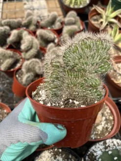 Stenocereus Hollianus Cristata