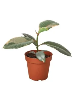 Ruby Pink Rubber Tree | Ficus Elastica | Exotic Houseplant