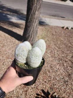Espostoa Melanostele - Peruvian Old Lady Cactus 5" Pot