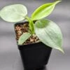 Rare Philodendron Hastatum "Silver Sword" Starter Collection Plant
