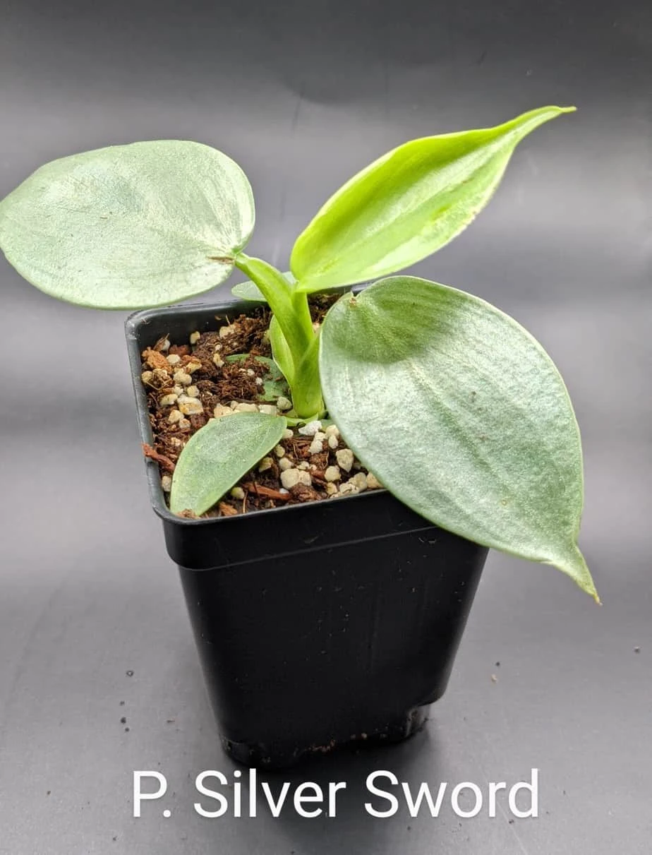 Rare Philodendron Hastatum "Silver Sword" Starter Collection Plant