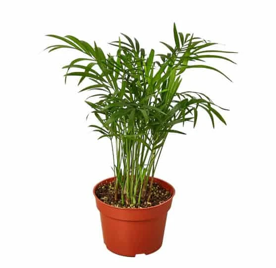 Parlor Palm - Low-Light Indoor Palm Plant | Easy Care | Free Shipping | 4-inch Pot