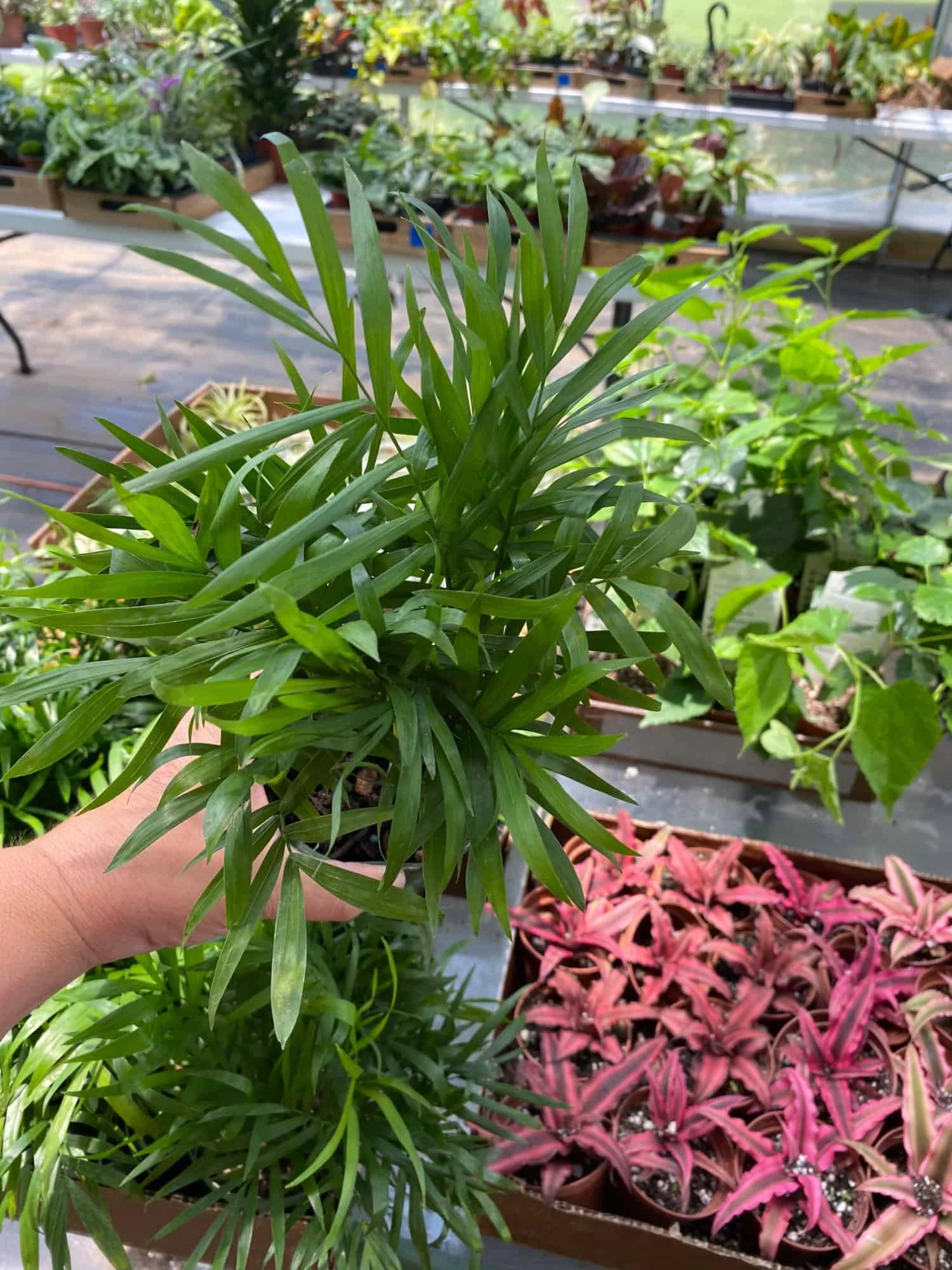 Palm Parlor Neanthe Bella Or Chamaedorea Elegans 4" Pot Live Plan - Image 3