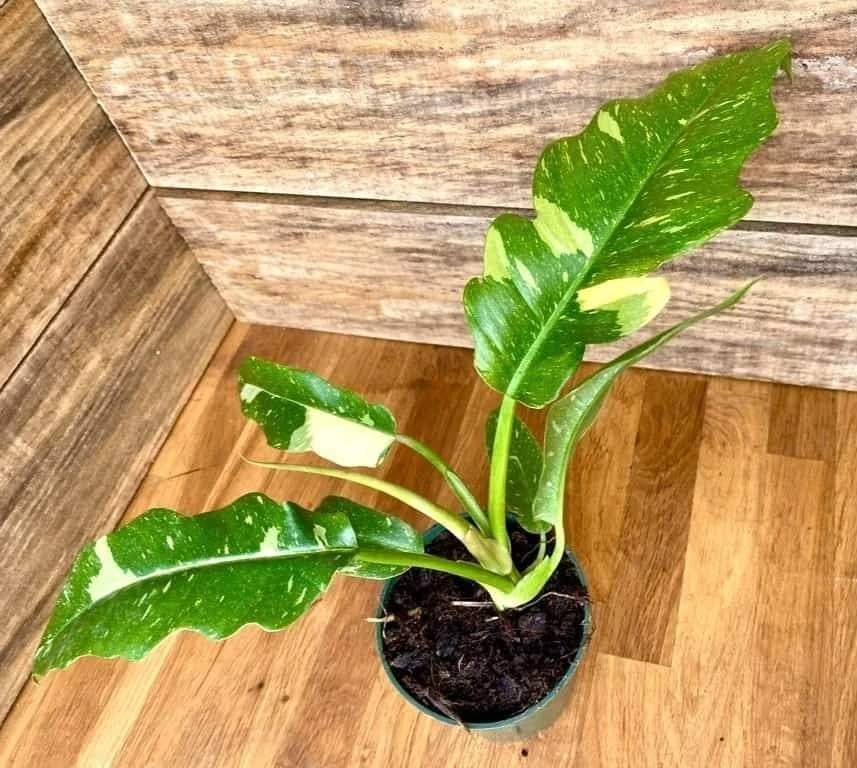 Philodendron Variegated Henderson's Pride Ring Of Fire 4" Pot Act