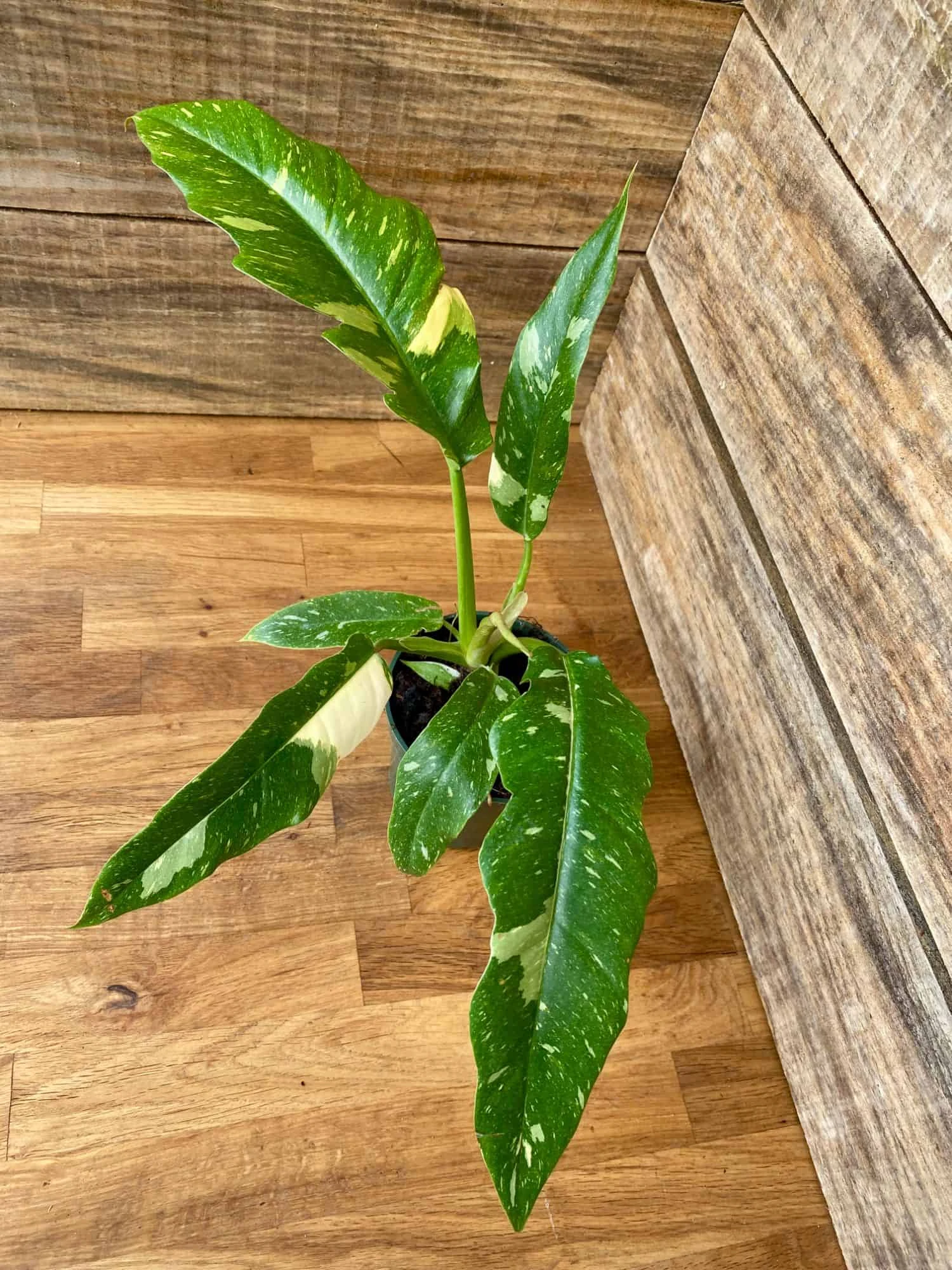 Philodendron Variegated Henderson's Pride Ring Of Fire 4" Pot Act - Image 2