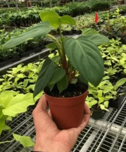 Philodendron Fuzzy Petiole - Rare Philodendron With Fuzzy Stems | 4-inch Pot