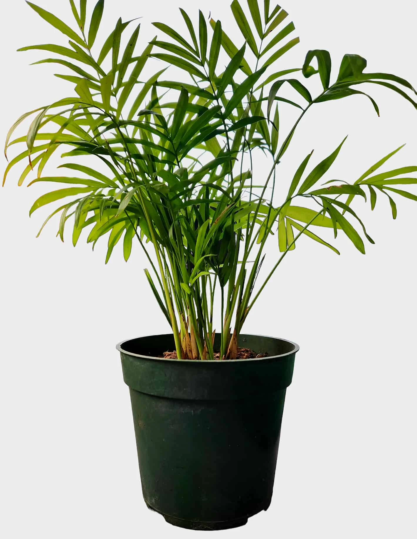 Parlor Palm