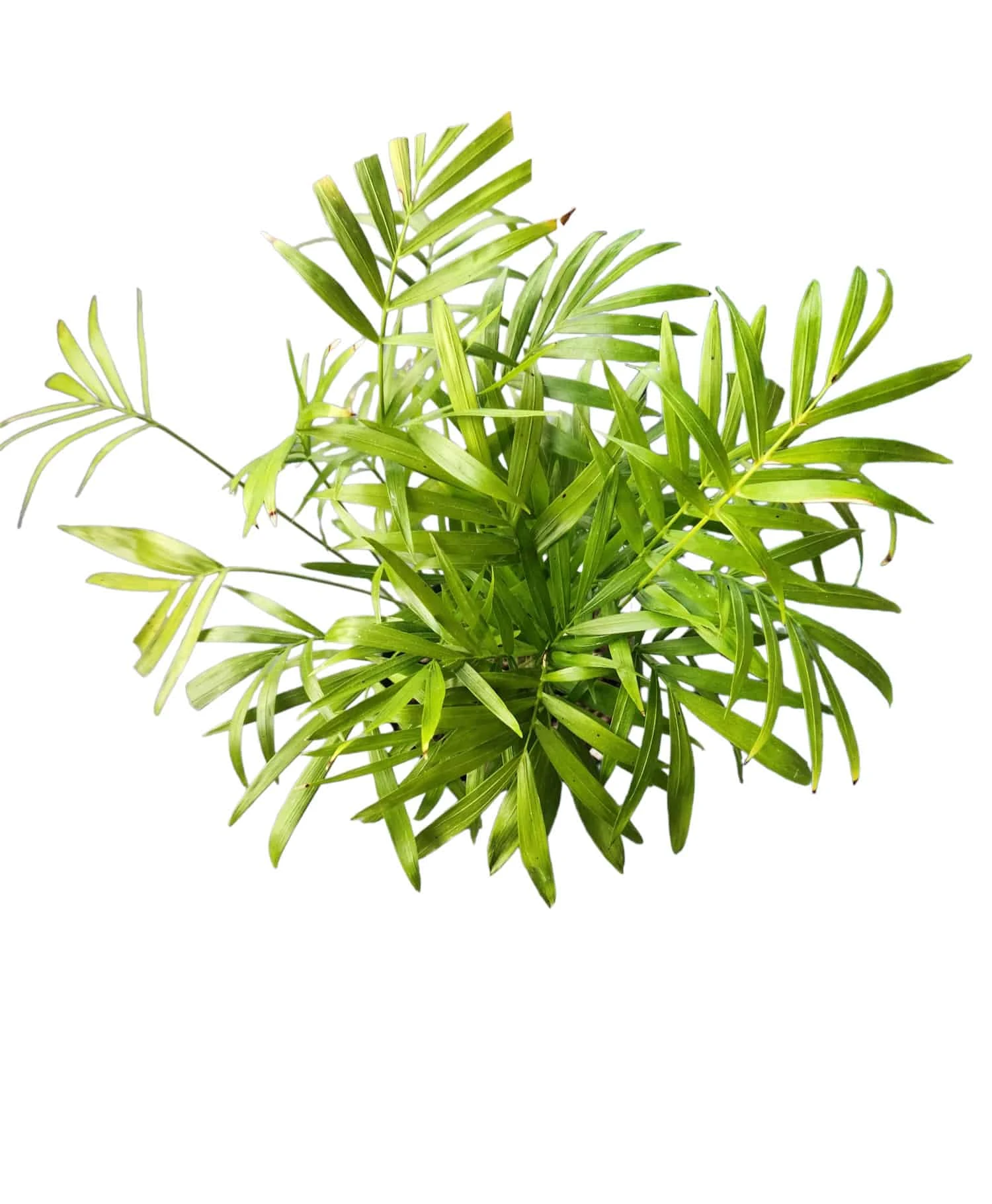 Parlor Palm - Image 2