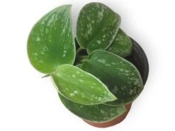 Scindapsus Silvery Anne - Silver Pothos - LIVE Potted 4" Plant - Scindapsus Pictus - FREE SHIPPING