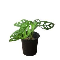 Monstera Adansonii – Swiss Cheese Plant - LIVE 4" Or 6" Potted Plant - FREE SHIPPING