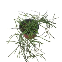 Hoya Retusa - LIVE 4" Potted Plant - Rare Plants - FREE SHIPPING