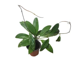 Hoya Publicalyx Speckled - 4" Live Plant - Potted Wax Plant - Rare Plants - FREE SHIPPING